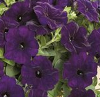 петуния ампельная гибридная    Petunia х hibrida